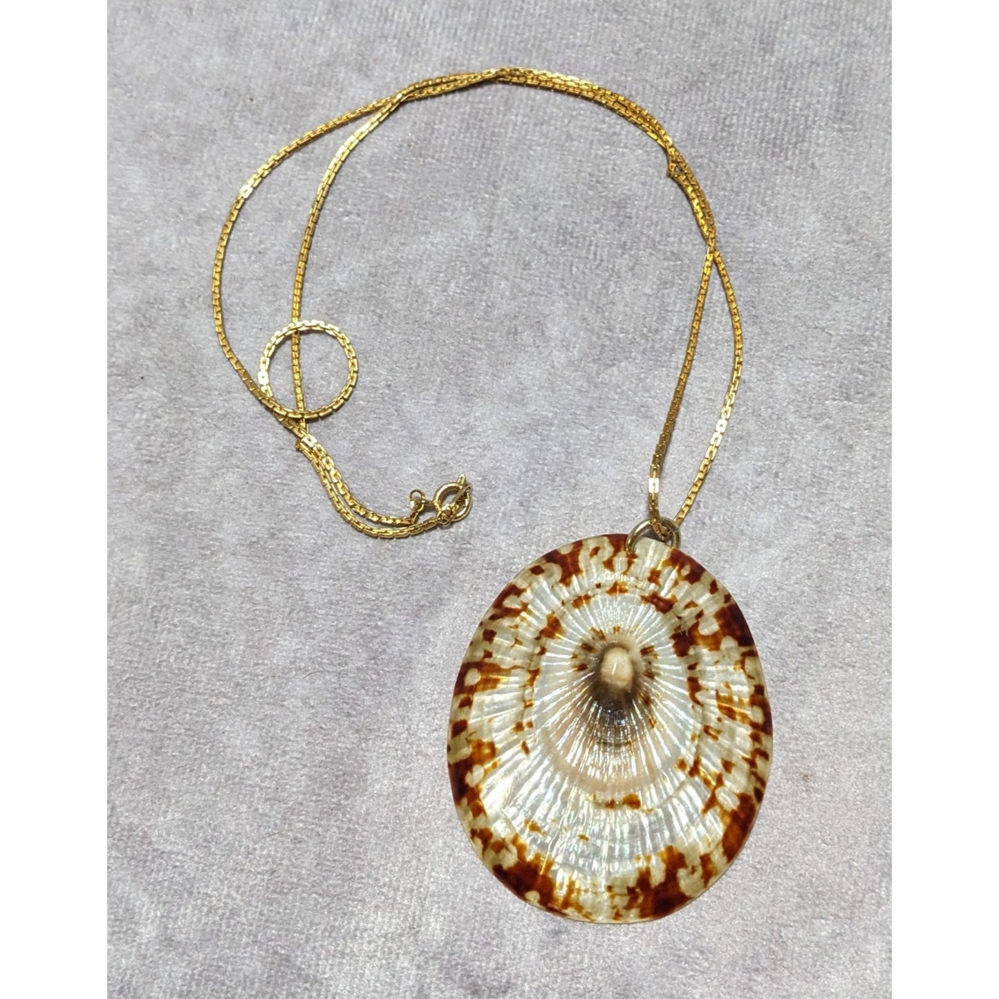 Limpet Shell Pendant Necklace
