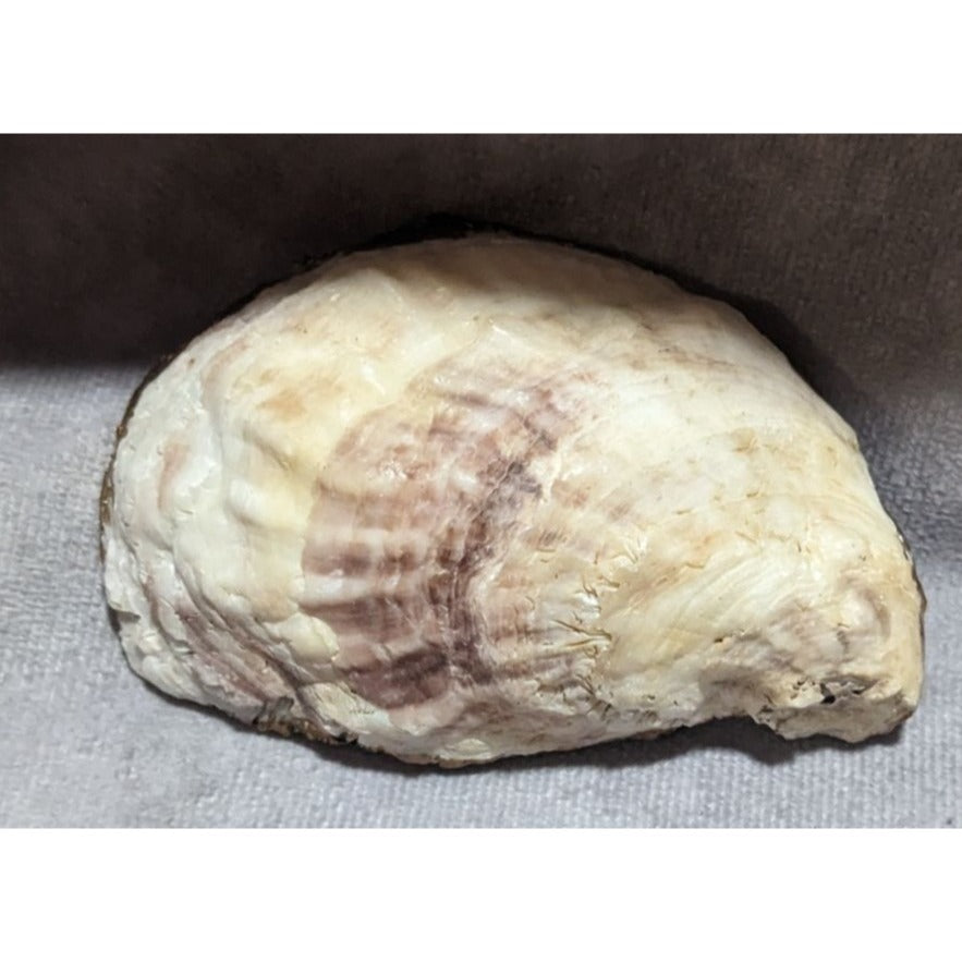 Bee Decoupage Shell Trinket DIsh