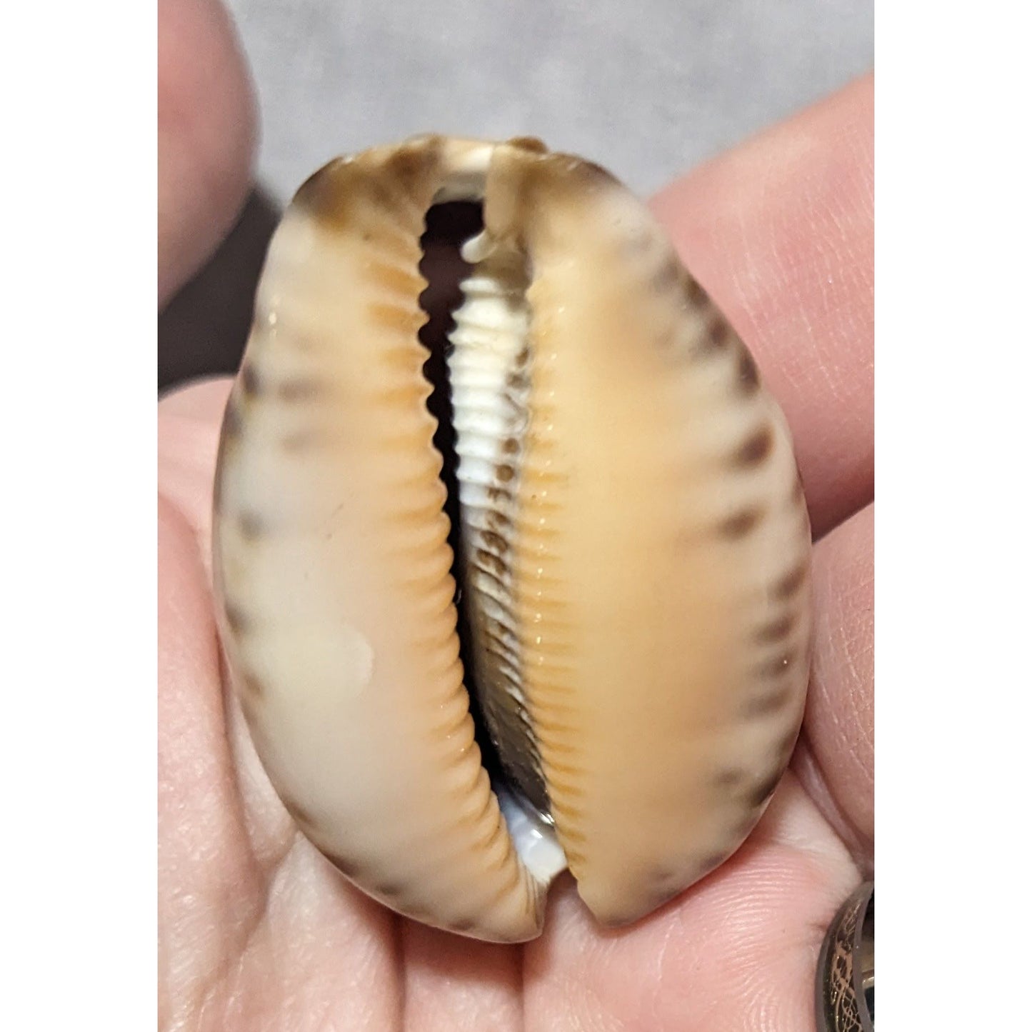 Carved Cowrie Scorpio Zodiac Shell