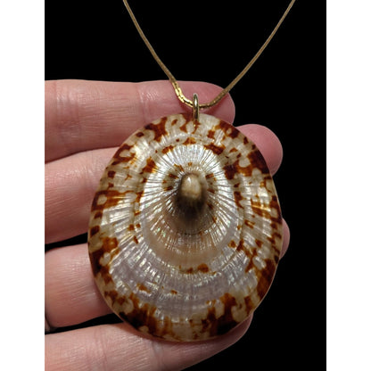 Limpet Shell Pendant Necklace