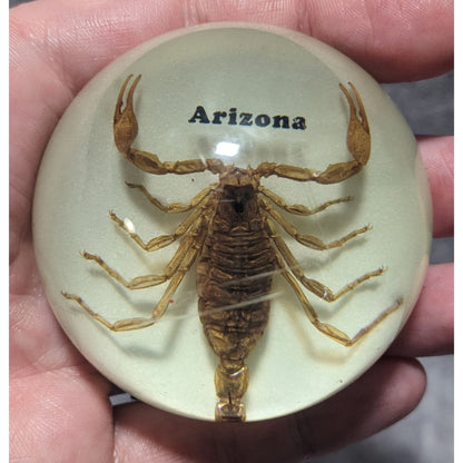 Arizona Souvenir Scorpion Paperweight