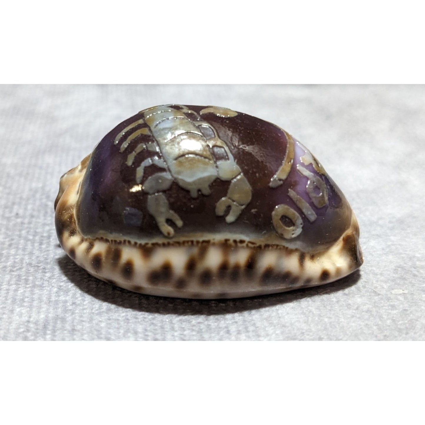 Carved Cowrie Scorpio Zodiac Shell