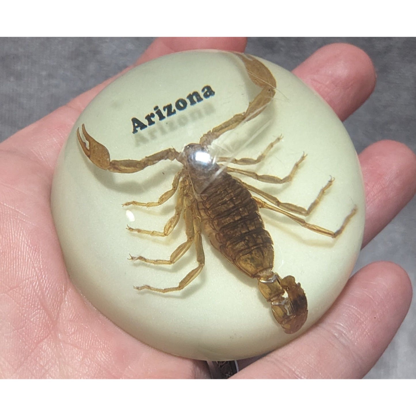 Arizona Souvenir Scorpion Paperweight