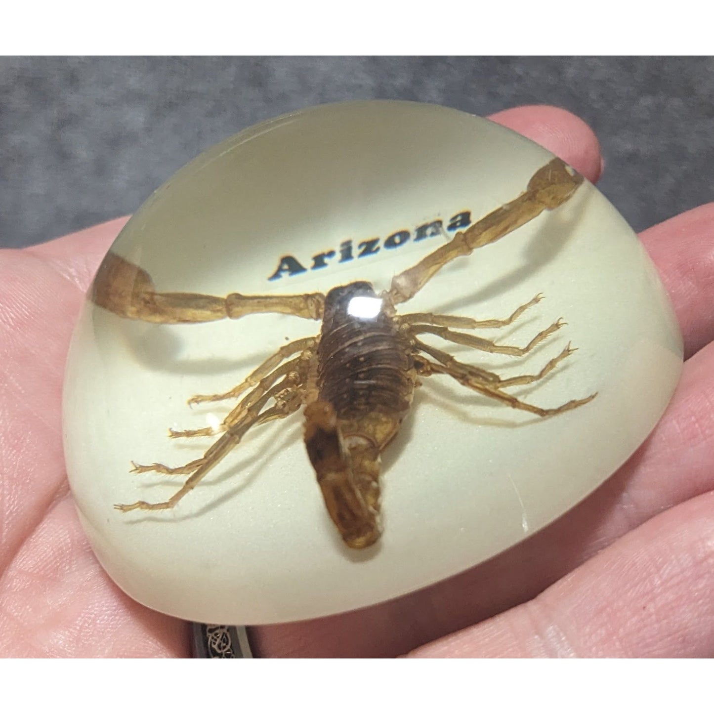 Arizona Souvenir Scorpion Paperweight