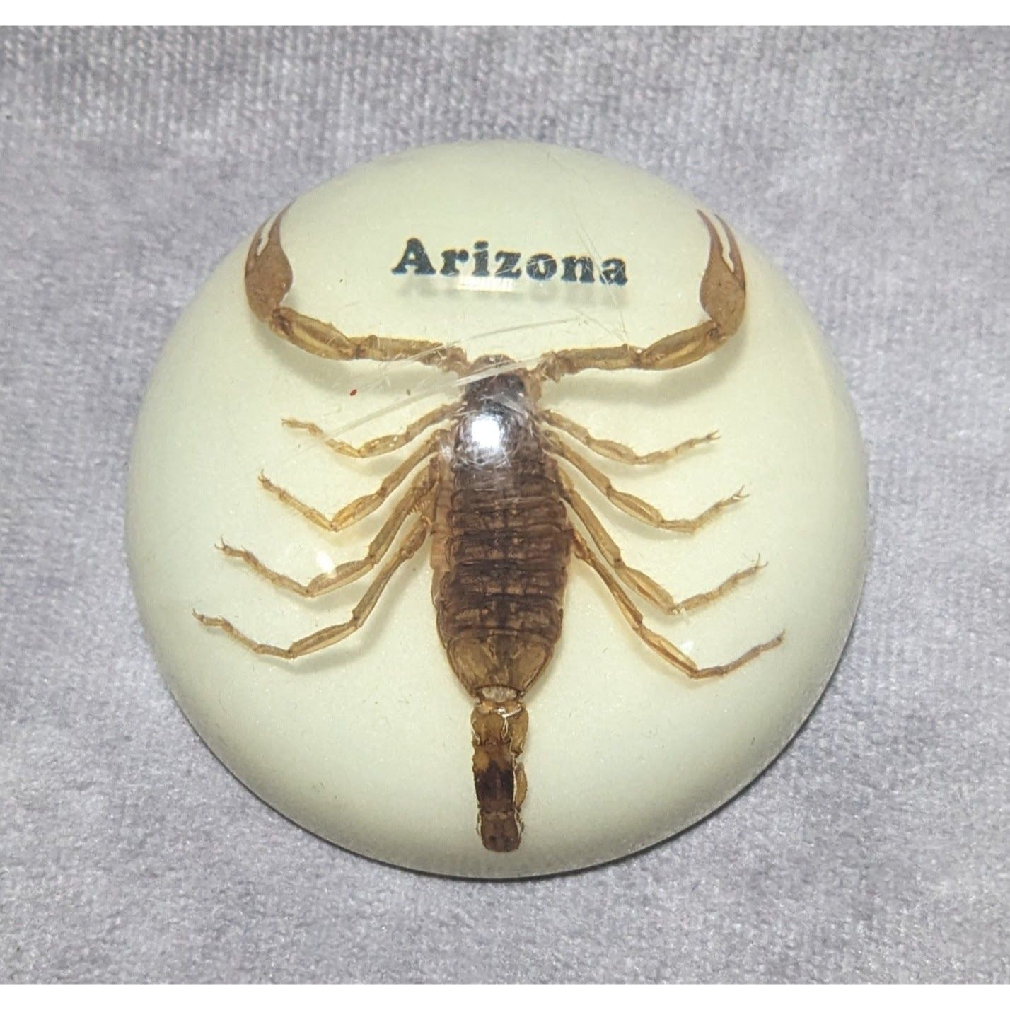 Arizona Souvenir Scorpion Paperweight