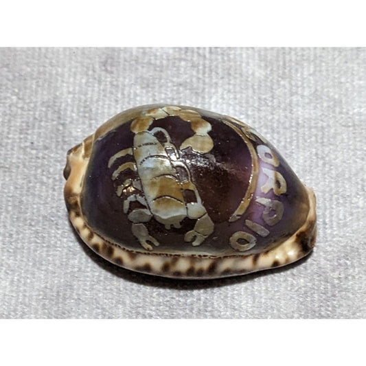 Carved Cowrie Scorpio Zodiac Shell