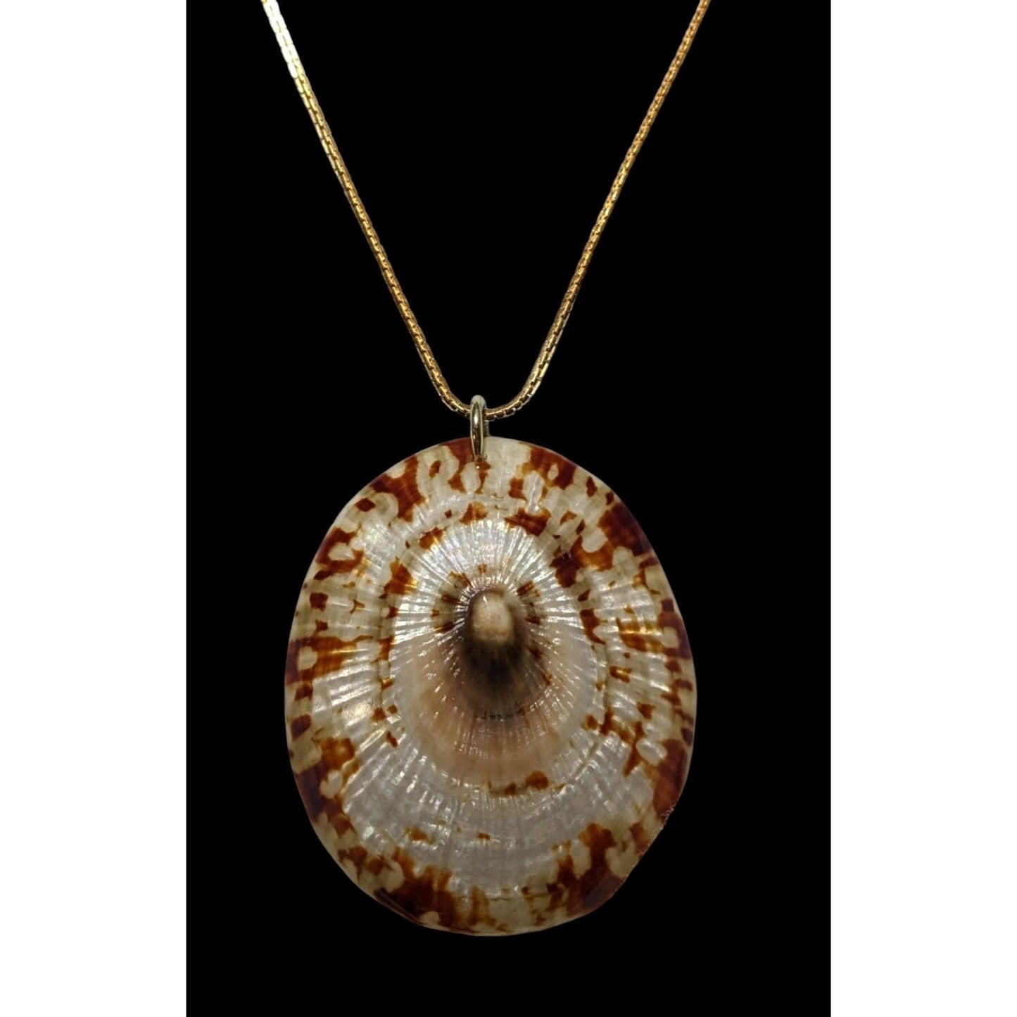 Limpet Shell Pendant Necklace