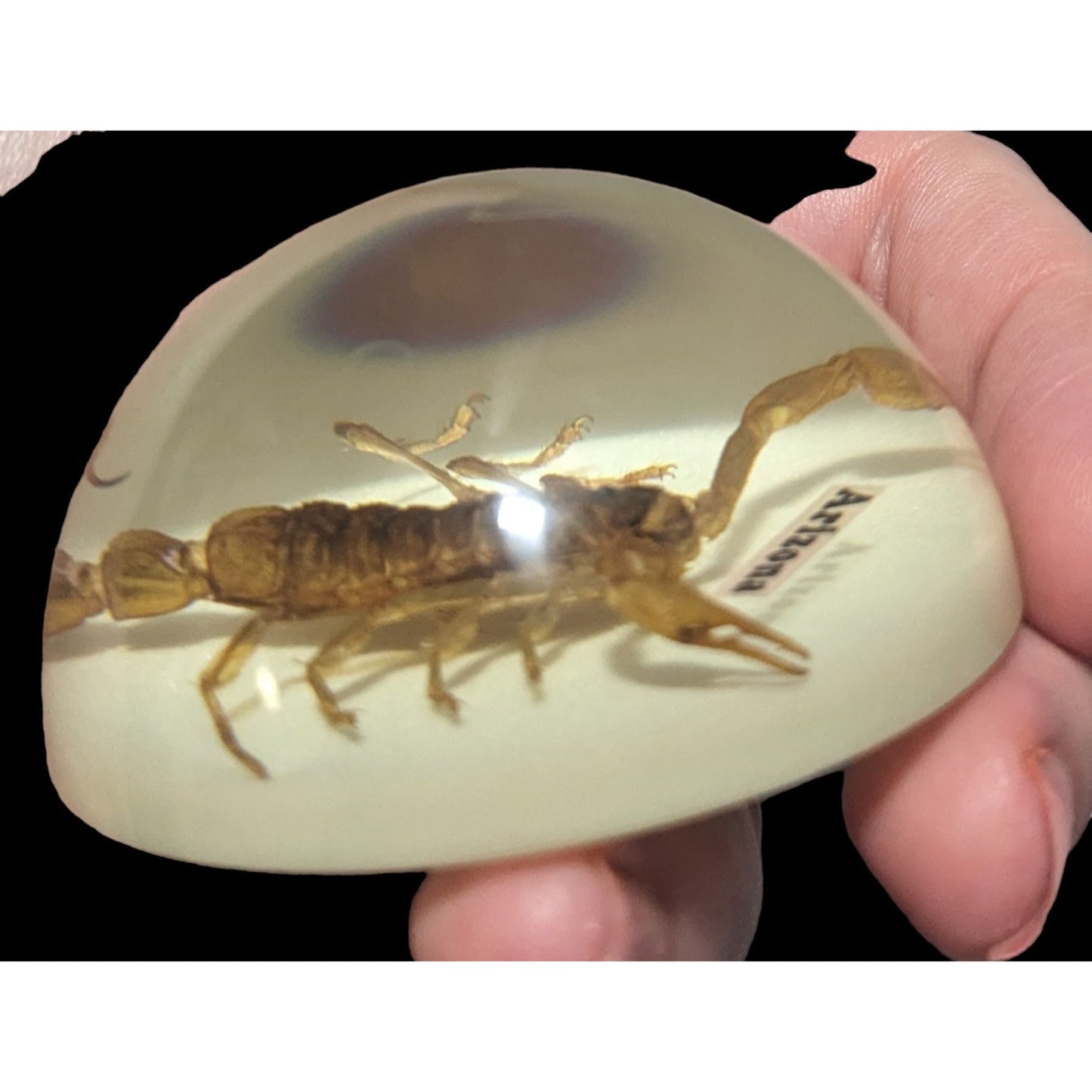 Arizona Souvenir Scorpion Paperweight