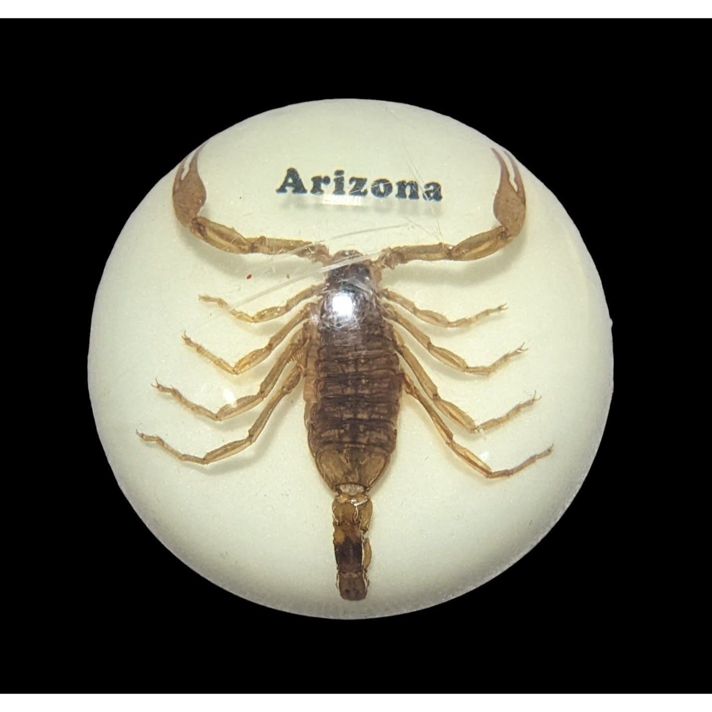 Arizona Souvenir Scorpion Paperweight