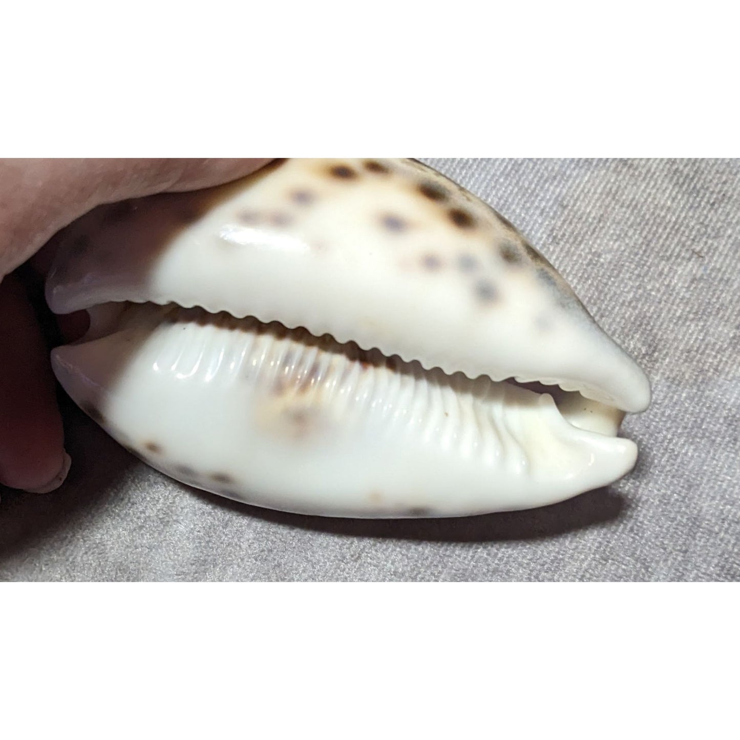 Vintage Leo Zodiac Astrological Carved Cowrie Shell